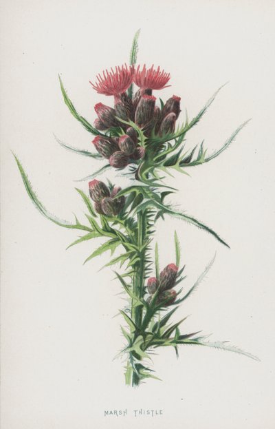 Chardon des marais - Frederick Edward Hulme