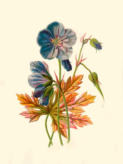 Géranium des prés, 1877 - Frederick Edward Hulme