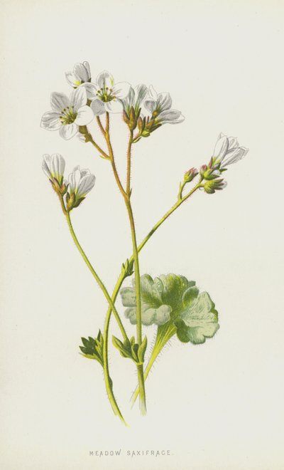 Saxifrage des prés - Frederick Edward Hulme
