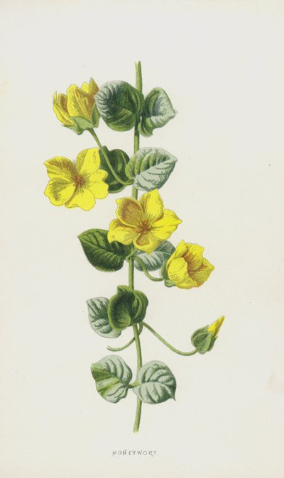 Lysimaque nummulaire - Frederick Edward Hulme