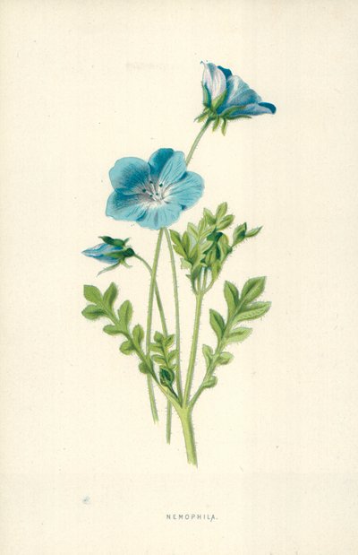 Nemophila - Frederick Edward Hulme