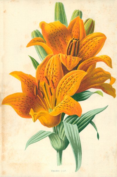 Lys orange - Frederick Edward Hulme