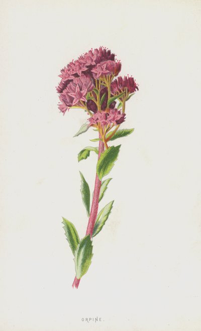 Orpin - Frederick Edward Hulme