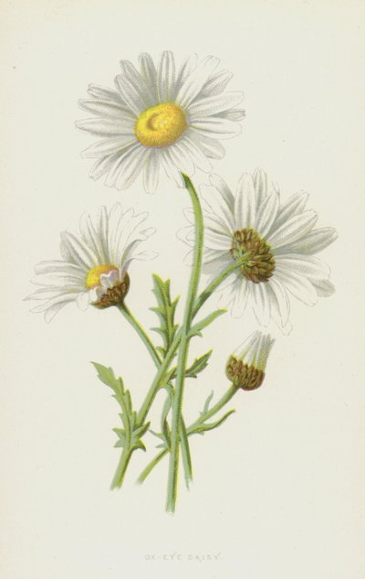 Marguerite - Frederick Edward Hulme