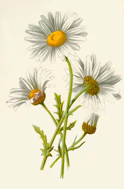 Marguerite, 1877 - Frederick Edward Hulme