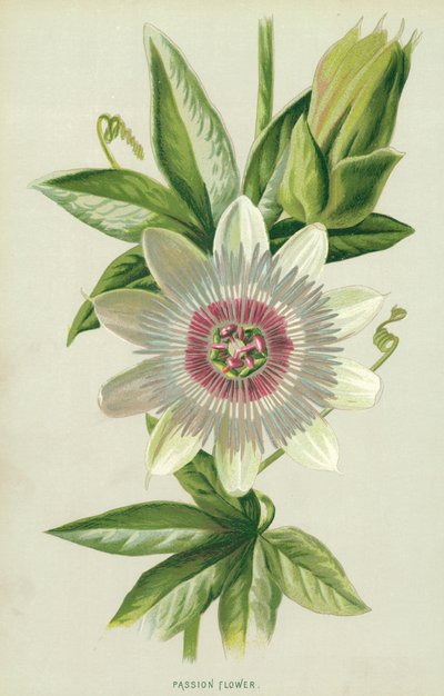 Fleur de la passion - Frederick Edward Hulme
