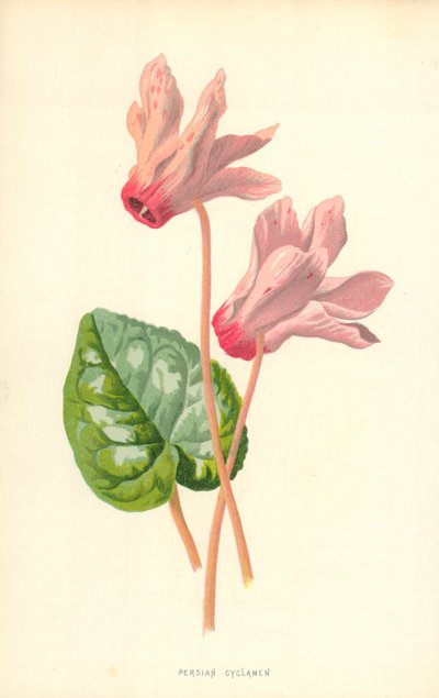 Cyclamen persan - Frederick Edward Hulme