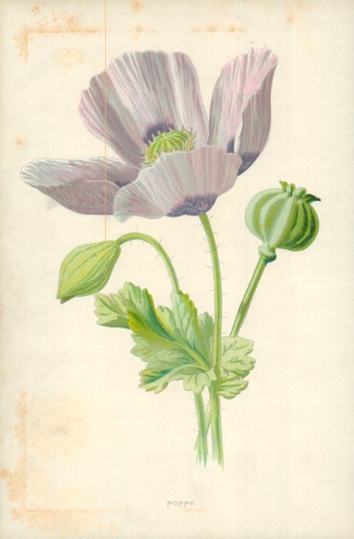 Coquelicot - Frederick Edward Hulme