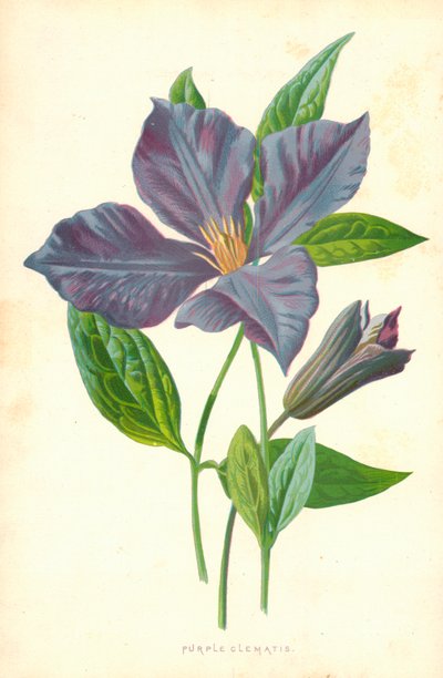Clématite pourpre - Frederick Edward Hulme