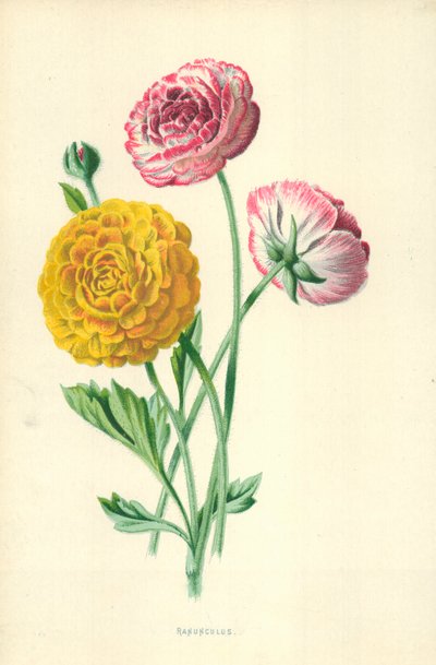 Renoncule - Frederick Edward Hulme