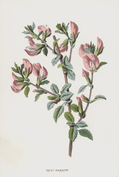 Bugrane - Frederick Edward Hulme
