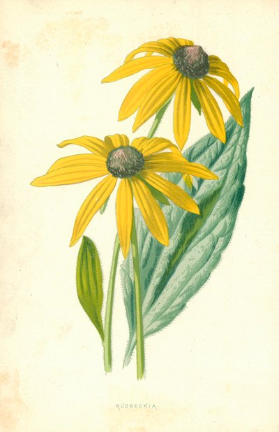 Rudbeckia - Frederick Edward Hulme