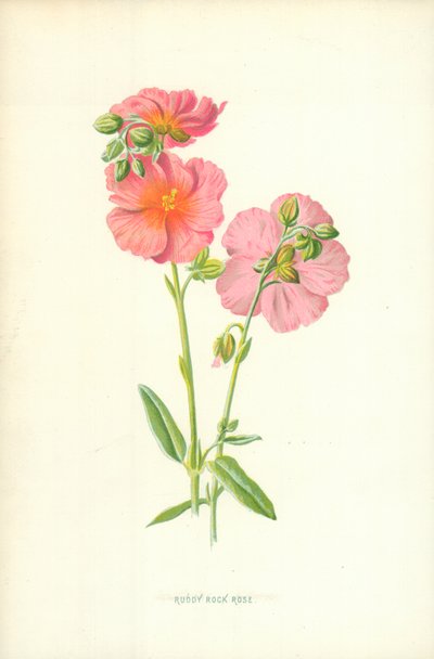 Ciste à feuilles de sauge - Frederick Edward Hulme