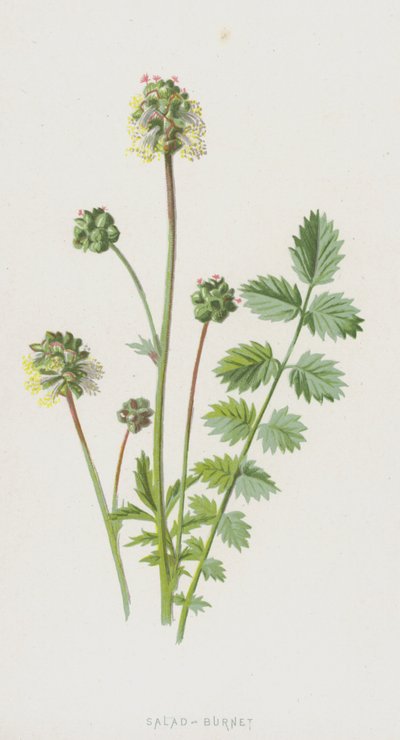 Pimprenelle - Frederick Edward Hulme