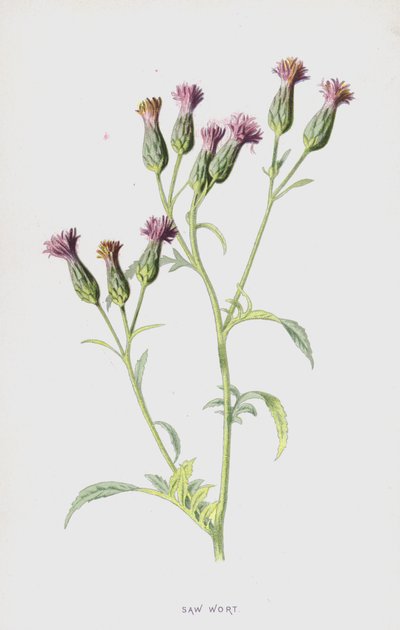 Serratule (chromolithographie) - Frederick Edward Hulme