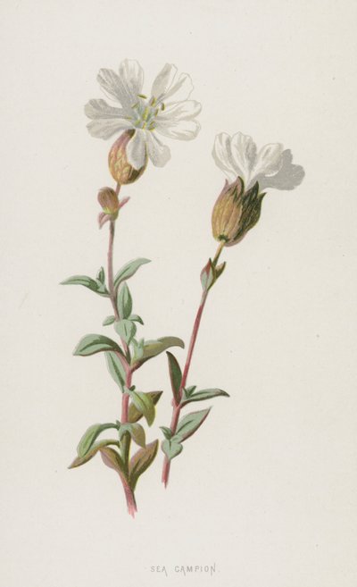 Silène maritime - Frederick Edward Hulme