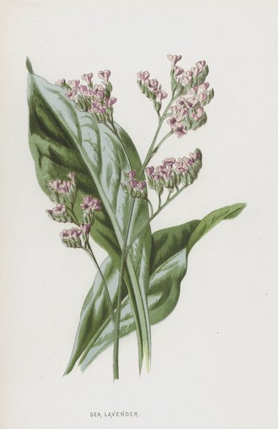 Lavande de mer - Frederick Edward Hulme