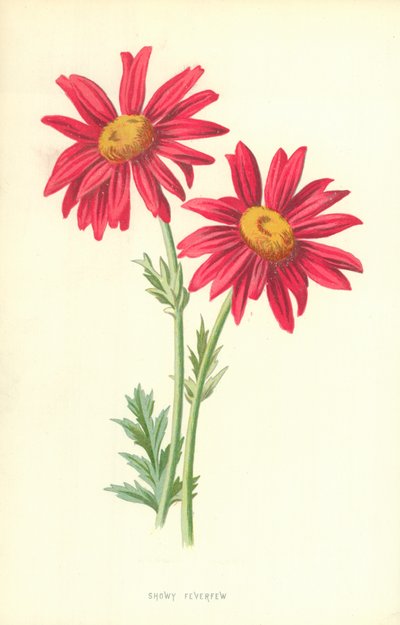Grande camomille - Frederick Edward Hulme