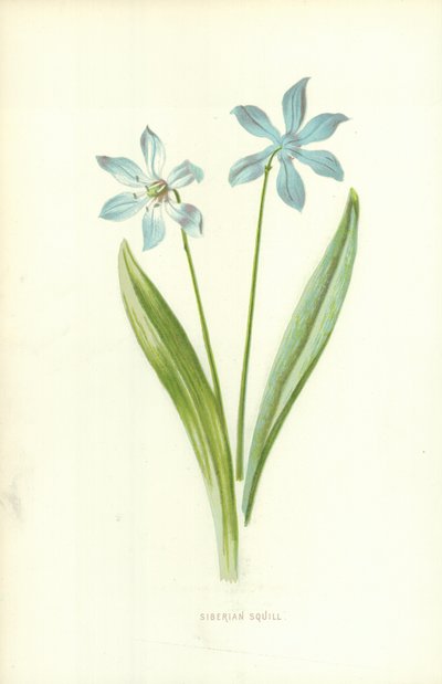 Scille de Sibérie - Frederick Edward Hulme