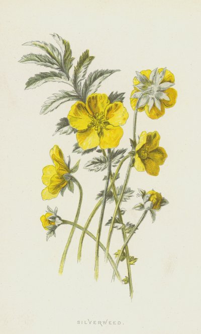 Potentille ansérine - Frederick Edward Hulme