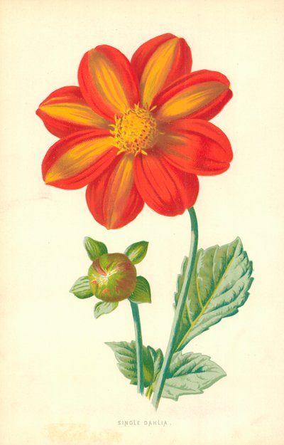 Dahlia simple - Frederick Edward Hulme