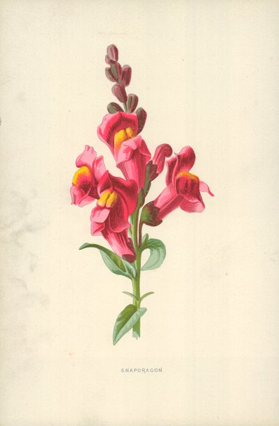 Muflier - Frederick Edward Hulme