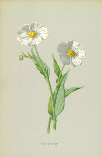 Renoncule des neiges - Frederick Edward Hulme