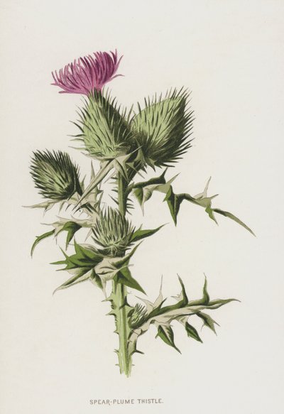 Chardon penché - Frederick Edward Hulme