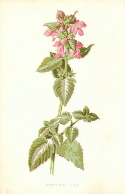 Lamier tacheté - Frederick Edward Hulme
