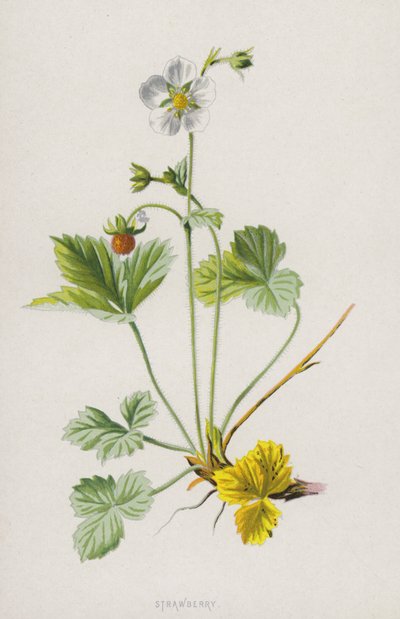 Fraise - Frederick Edward Hulme