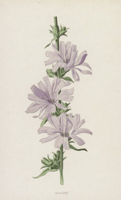 Chicorée sauvage - Frederick Edward Hulme