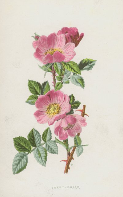 Églantier - Frederick Edward Hulme