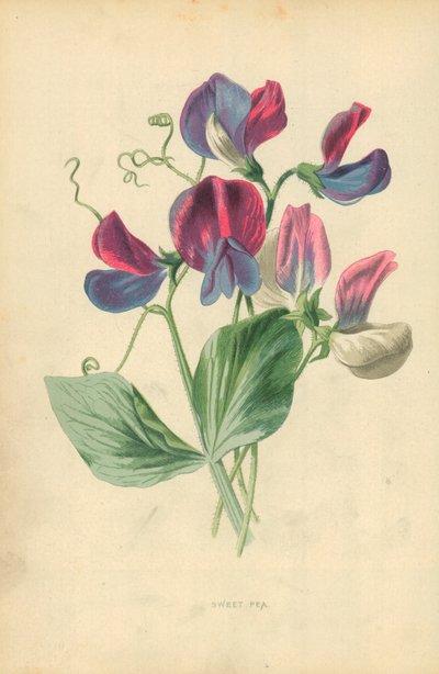 Pois de senteur - Frederick Edward Hulme