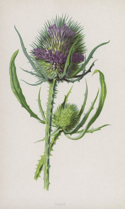 Cardère - Frederick Edward Hulme