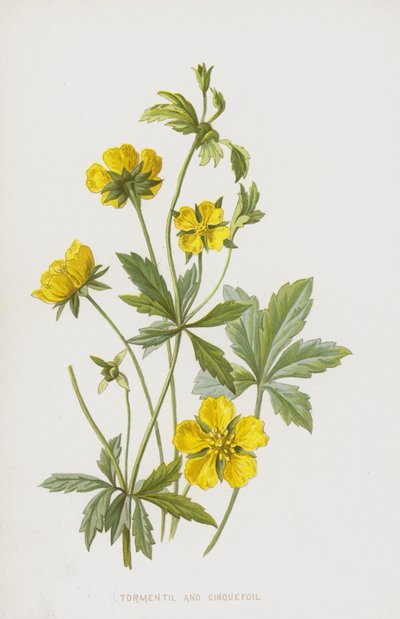 Potentille tormentille - Frederick Edward Hulme