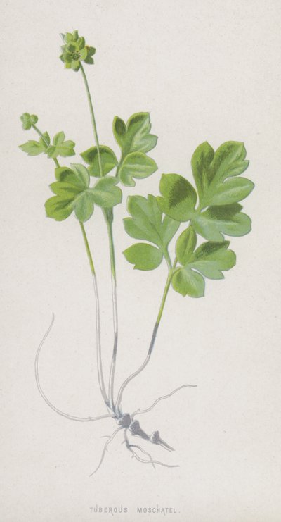 Moscatelline tubéreuse - Frederick Edward Hulme