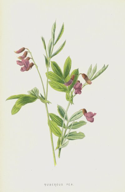 Pois tubéreux - Frederick Edward Hulme
