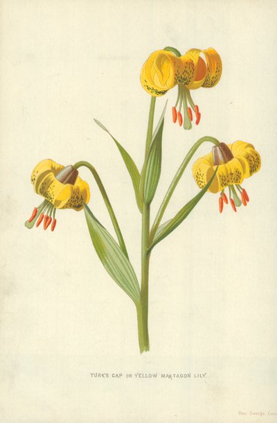 Lis martagon jaune - Frederick Edward Hulme