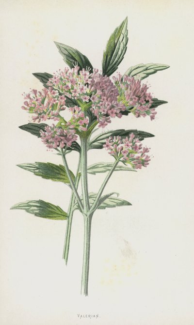 Valériane - Frederick Edward Hulme