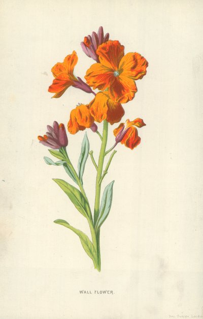 Fleur des murs - Frederick Edward Hulme