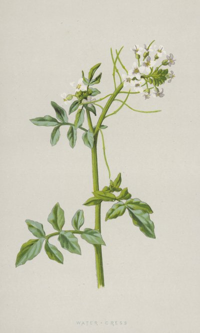 Cresson - Frederick Edward Hulme