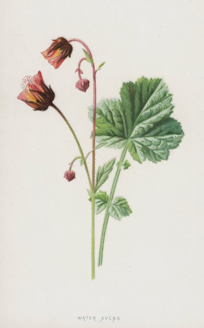 Benoîte des ruisseaux - Frederick Edward Hulme
