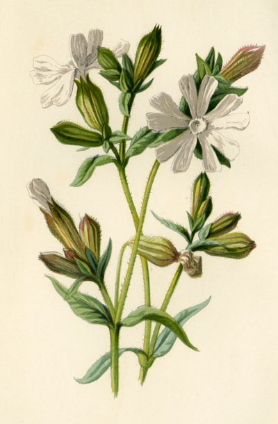 Compagnon blanc, 1877 - Frederick Edward Hulme
