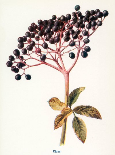  - Frederick Edward Hulme