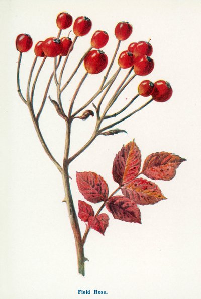  - Frederick Edward Hulme