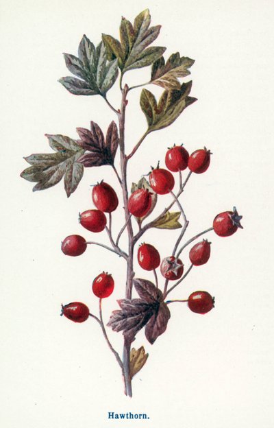  - Frederick Edward Hulme