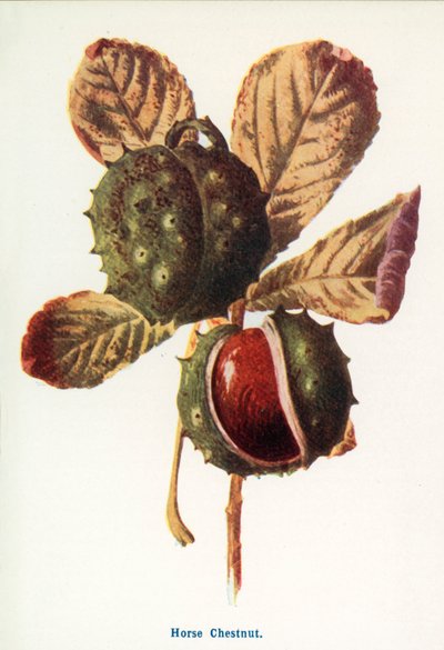  - Frederick Edward Hulme