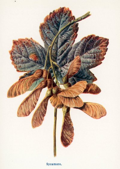  - Frederick Edward Hulme