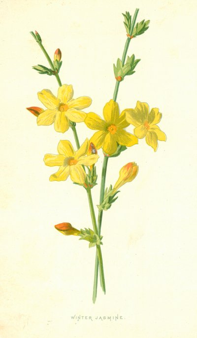 Jasmin d
