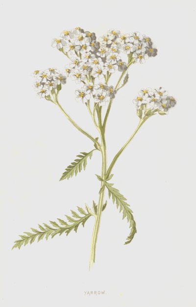 Achillée millefeuille - Frederick Edward Hulme